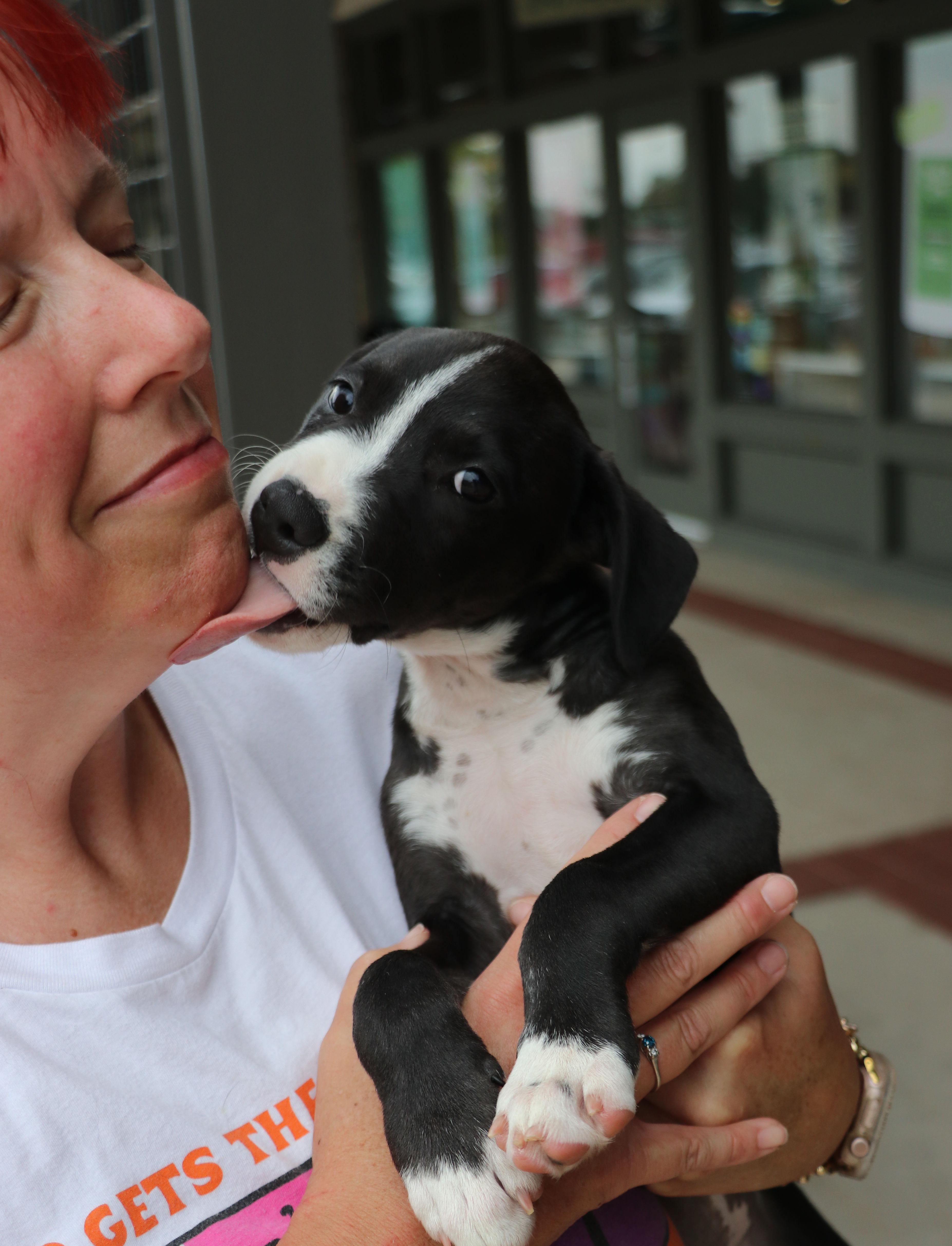 Enlarge Bella Noche, a Adopted mixed breed in Pflugerville, TX image 5/6