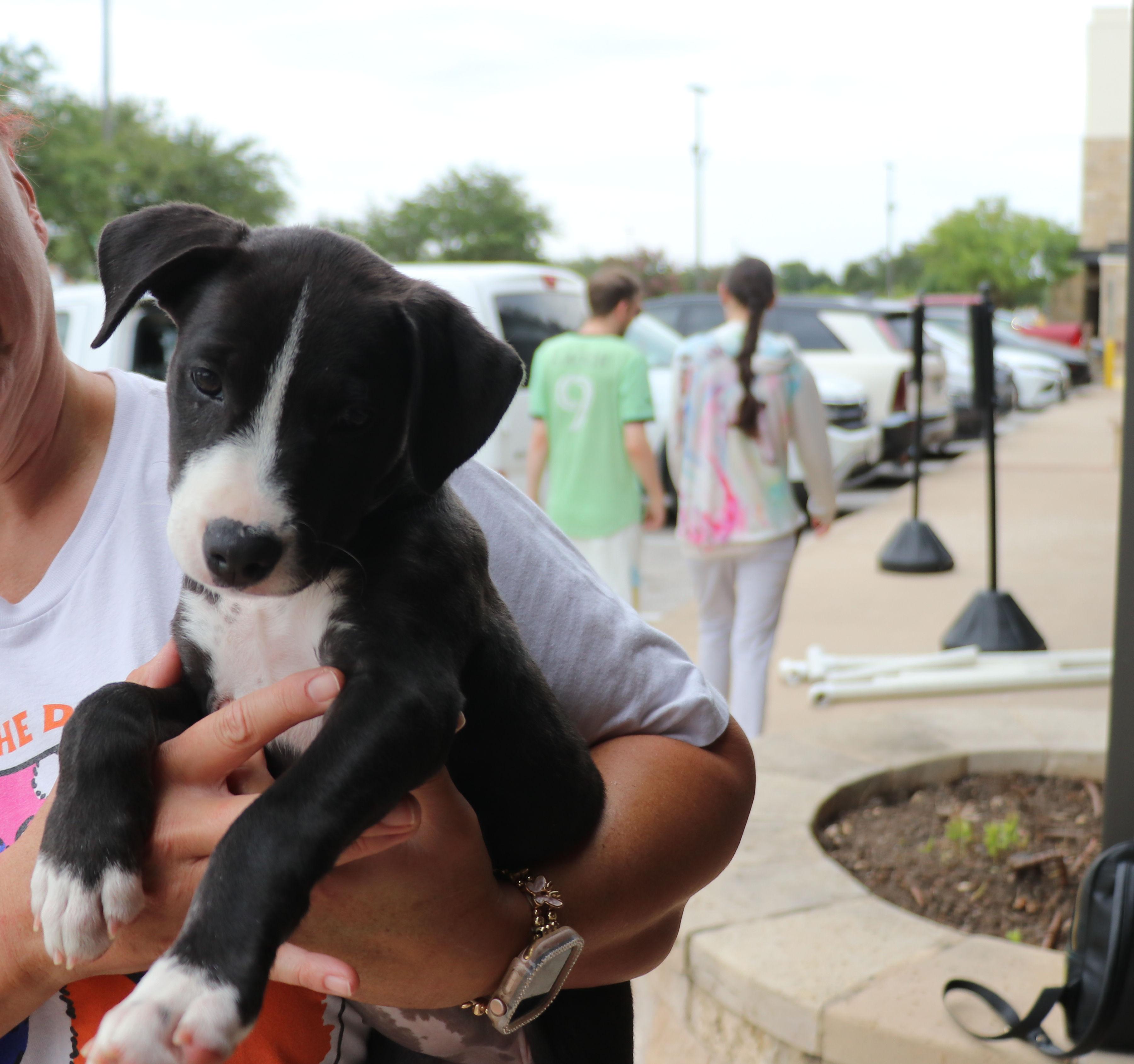 Enlarge Bella Noche, a Adopted mixed breed in Pflugerville, TX image 2/6
