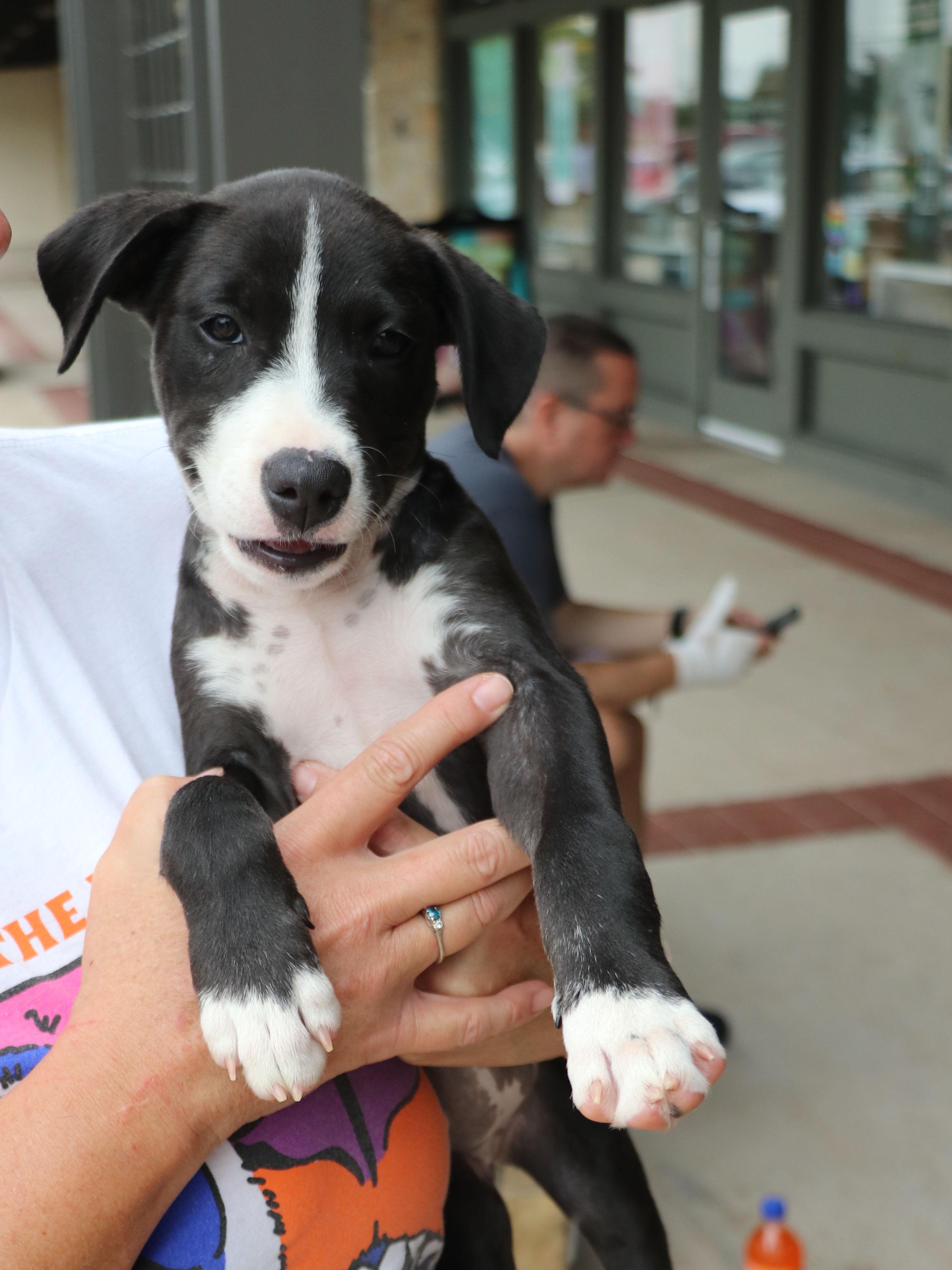 Bella Noche, Adopted, Puppy Female Terrier & Labrador Retriever.