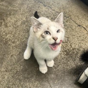 Sneaker, adopted, Kitten Male Domestic Short Hair.