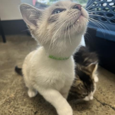 Sneaker, an adopted Domestic Short Hair in Portland, OR image 2/3