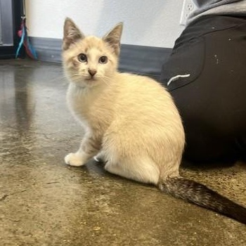 Sneaker, an adopted Domestic Short Hair in Portland, OR image 3/3
