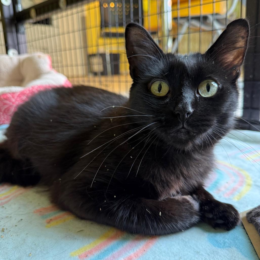 Azalea, ADOPTABLE, Young Female Domestic Long Hair.