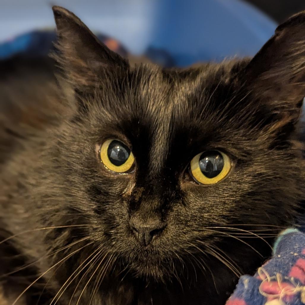 Azalea, a ADOPTABLE Domestic Long Hair in Fenton, MI image 4/4