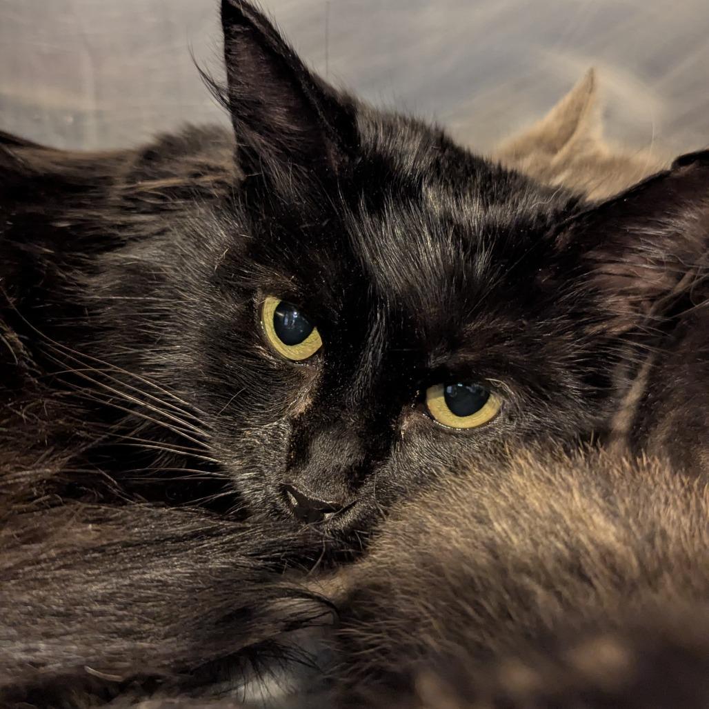 Azalea, a ADOPTABLE Domestic Long Hair in Fenton, MI image 2/4