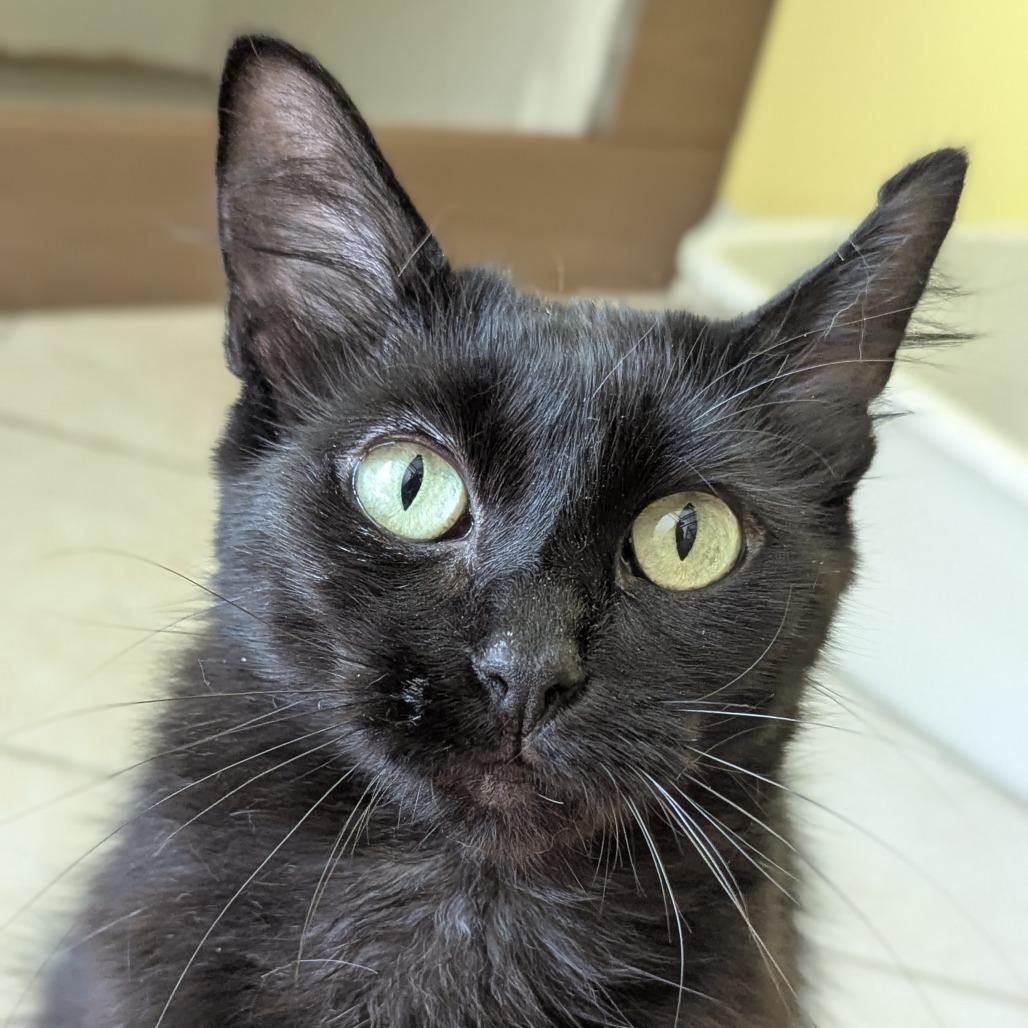 Azalea, a ADOPTABLE Domestic Long Hair in Fenton, MI image 3/4