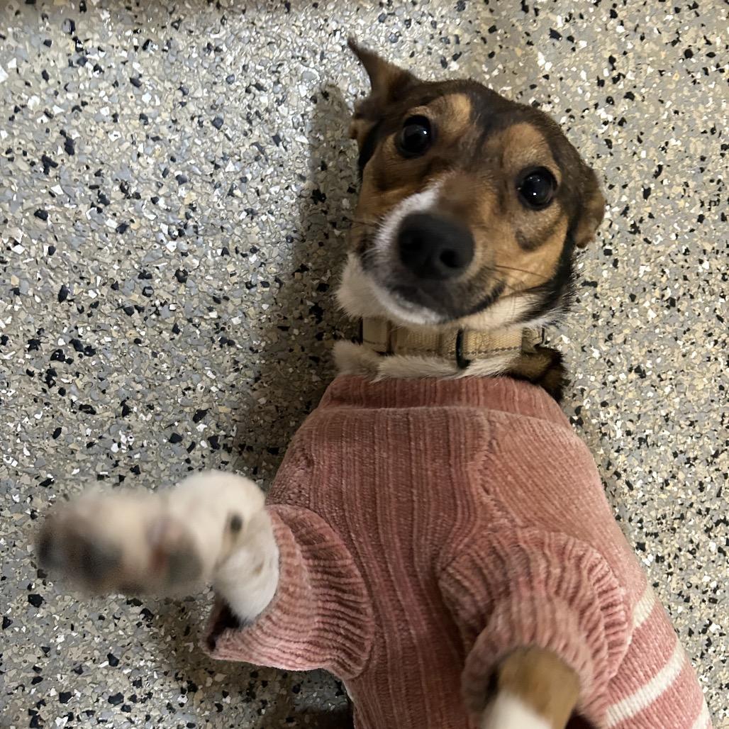 Tartan, Adoptable, Young Female Mixed Breed.