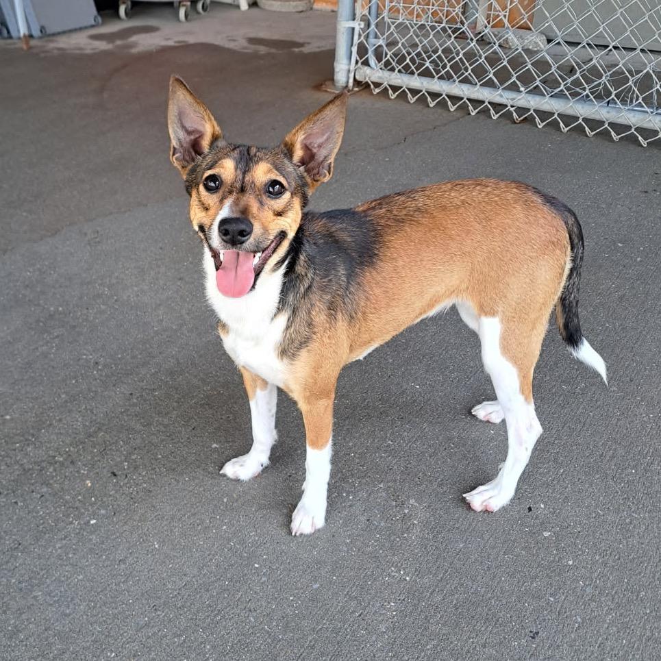 Enlarge Tartan, a Adoptable Mixed Breed in Pensacola, FL image 1/2