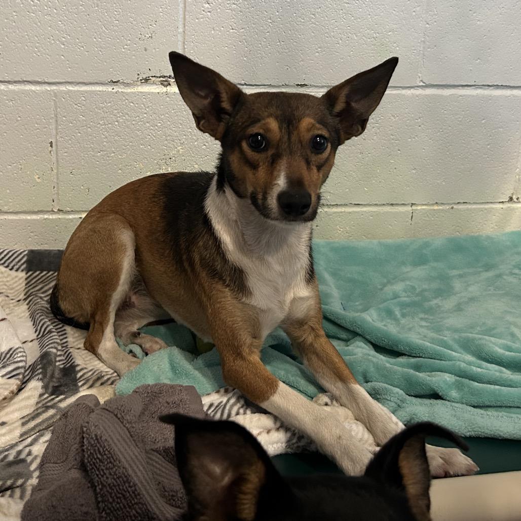 Enlarge Tartan, a Adoptable Mixed Breed in Pensacola, FL image 2/2