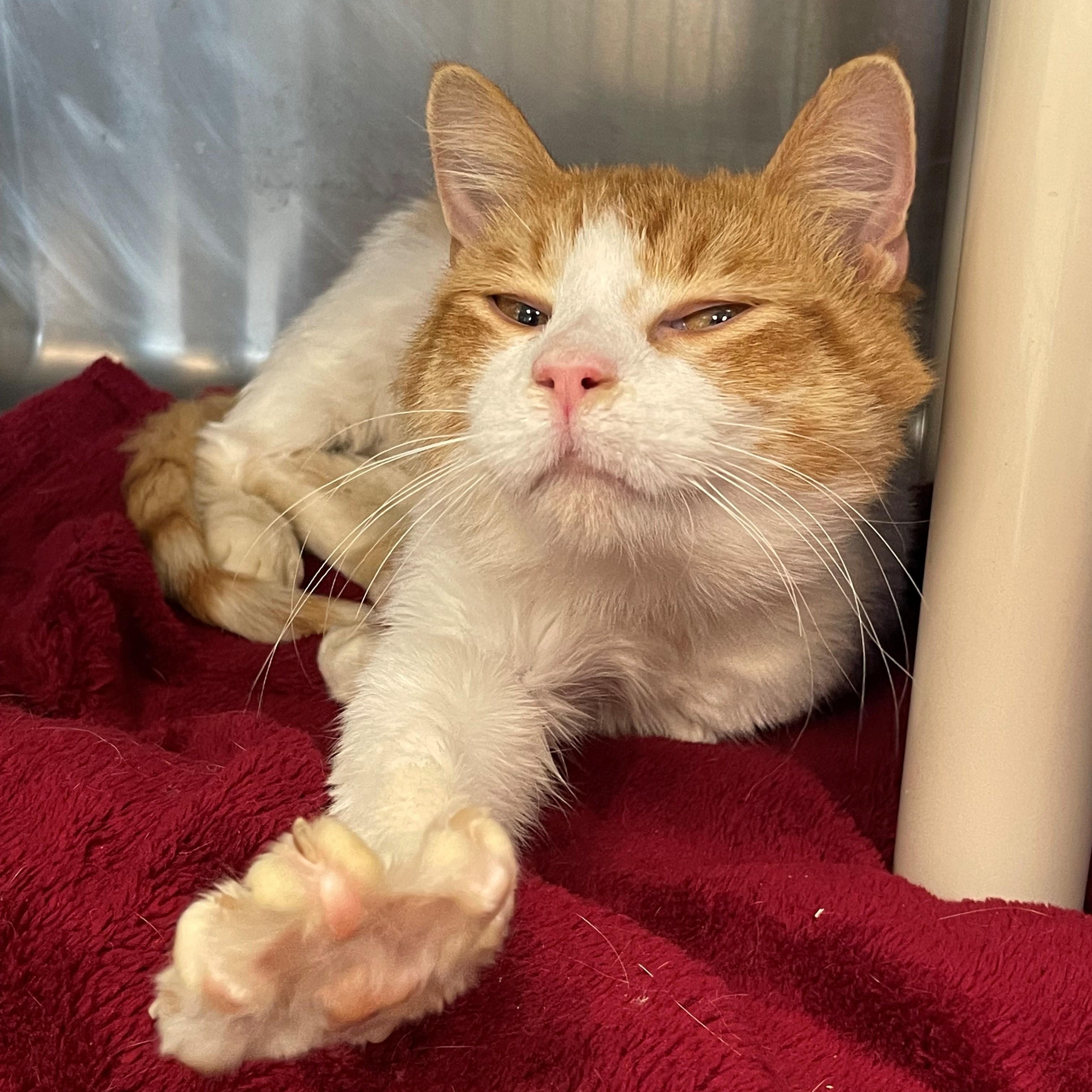 Enlarge Poncho, a Adoptable Domestic Short Hair in Benton Harbor, MI image 2/3