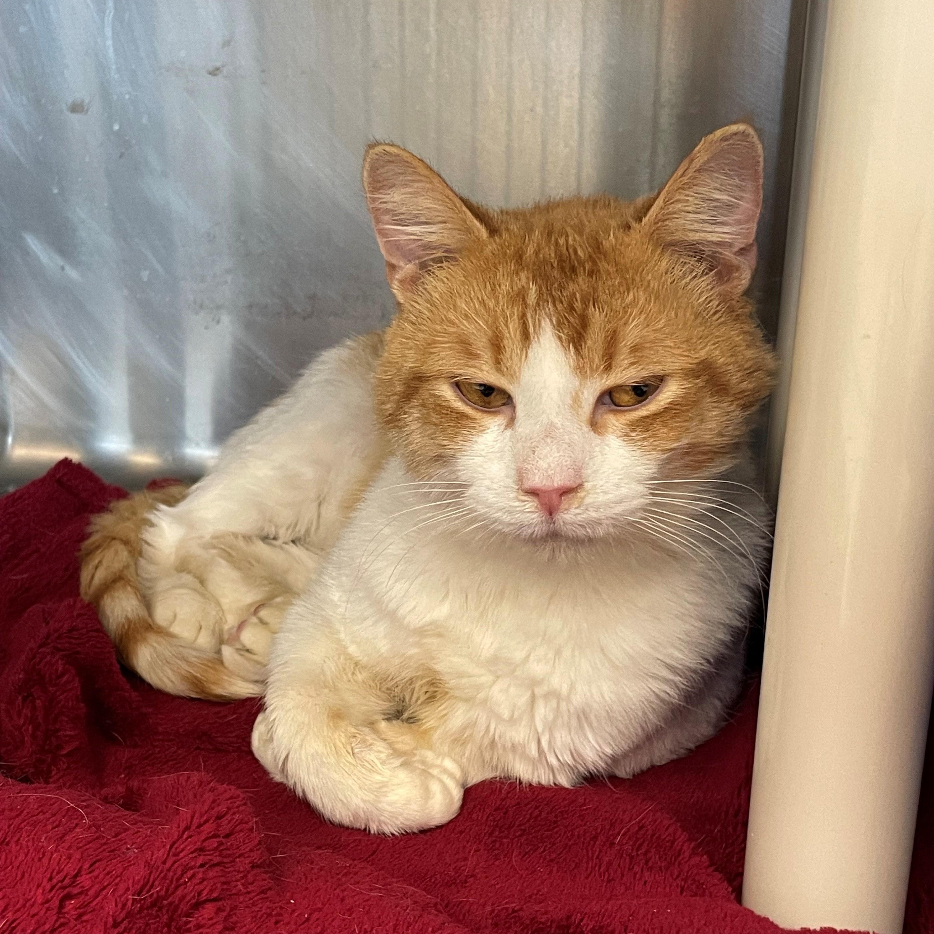 Enlarge Poncho, a Adoptable Domestic Short Hair in Benton Harbor, MI image 3/3