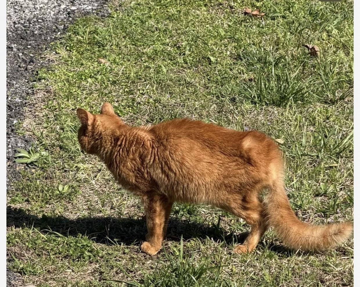 Enlarge George, a Adopted Domestic Short Hair in Pinson, AL image 1/2