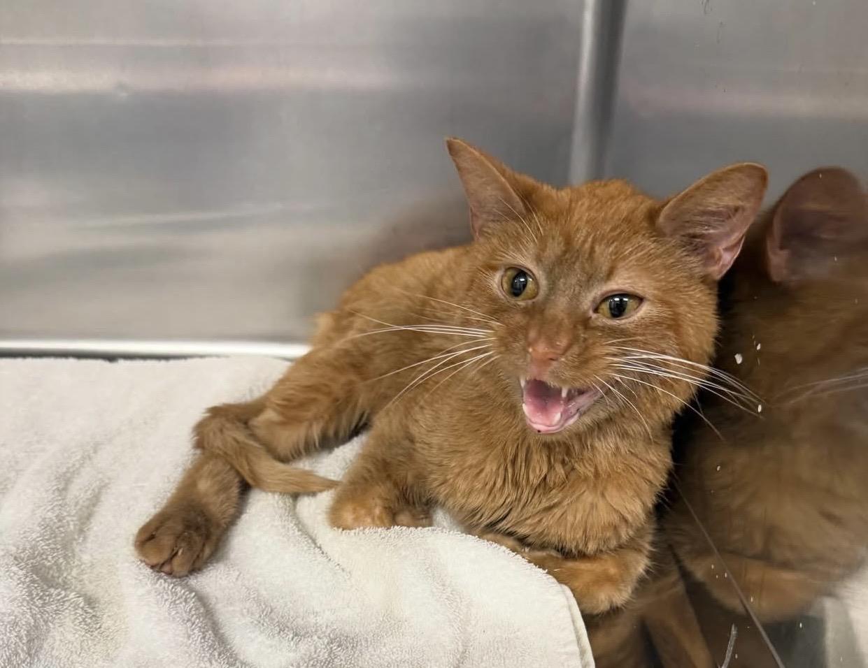 Enlarge George, a Adopted Domestic Short Hair in Pinson, AL image 2/2