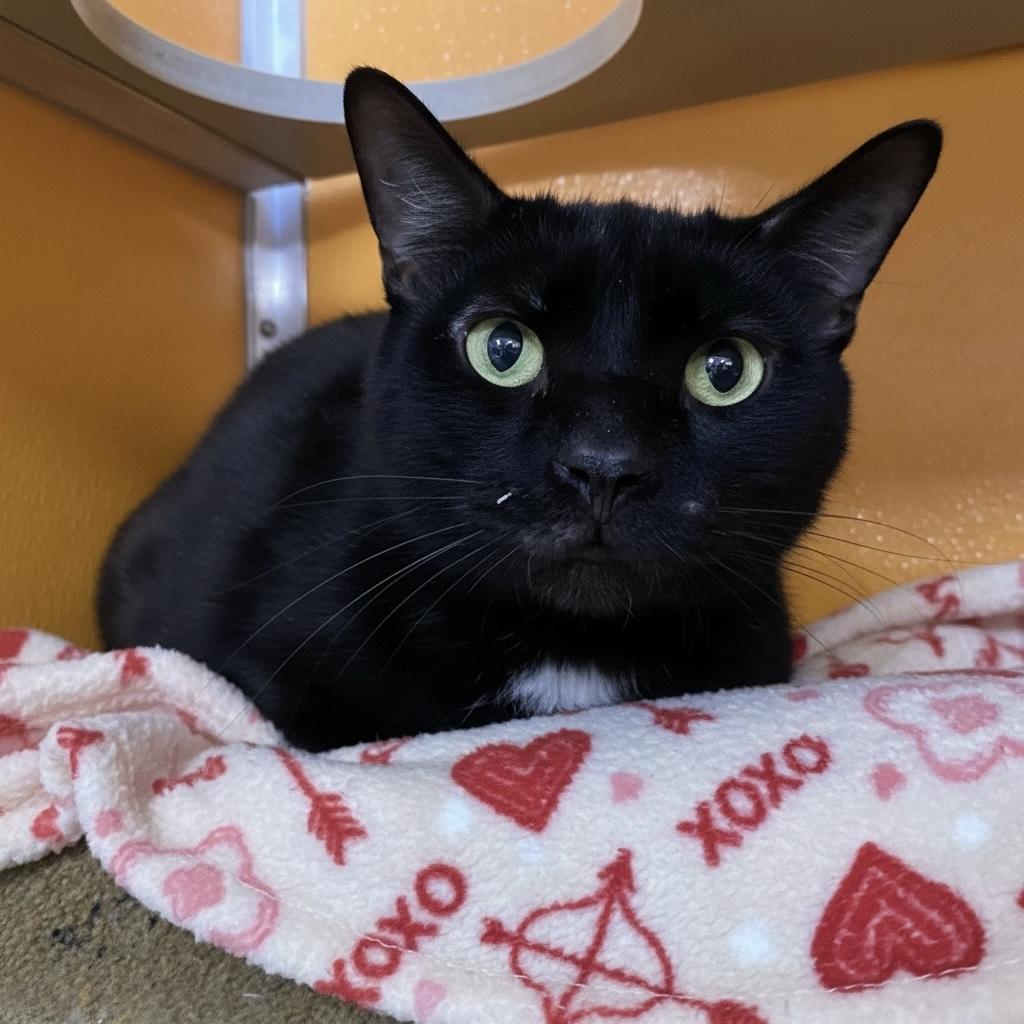 Amber, Adoptable, Young Female Domestic Short Hair.