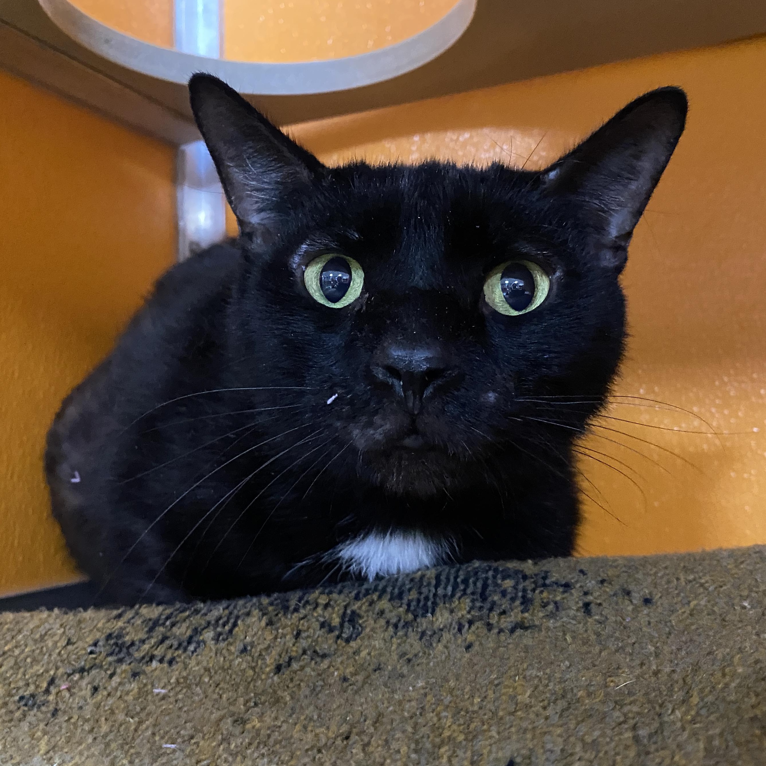 Enlarge Amber, a Adoptable Domestic Short Hair in Elyria, OH image 2/3