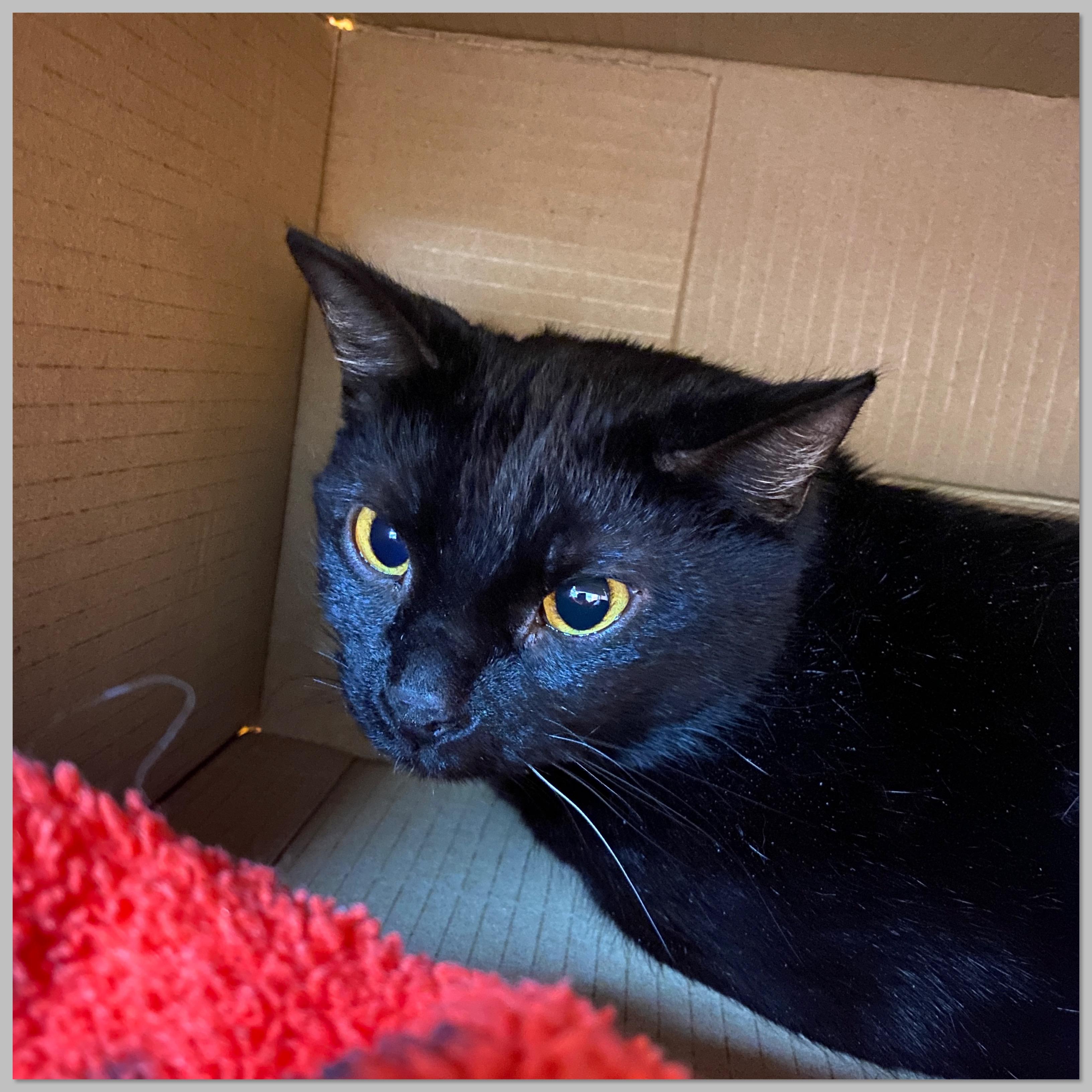 Enlarge Amber, a Adoptable Domestic Short Hair in Elyria, OH image 3/3