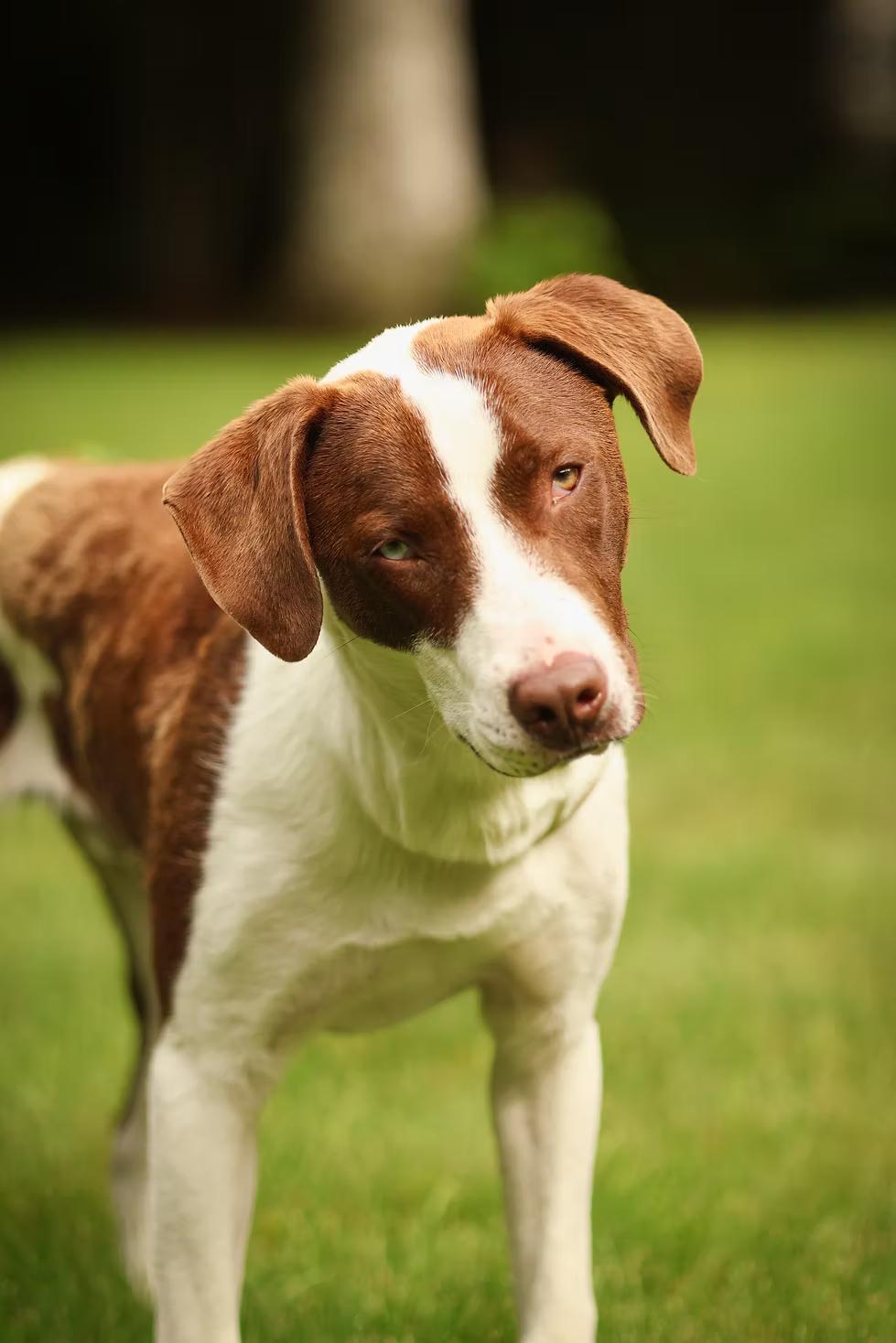 Enlarge Patches - in Maine, a ADOPTABLE mixed breed in Kennebunkport, ME image 3/6