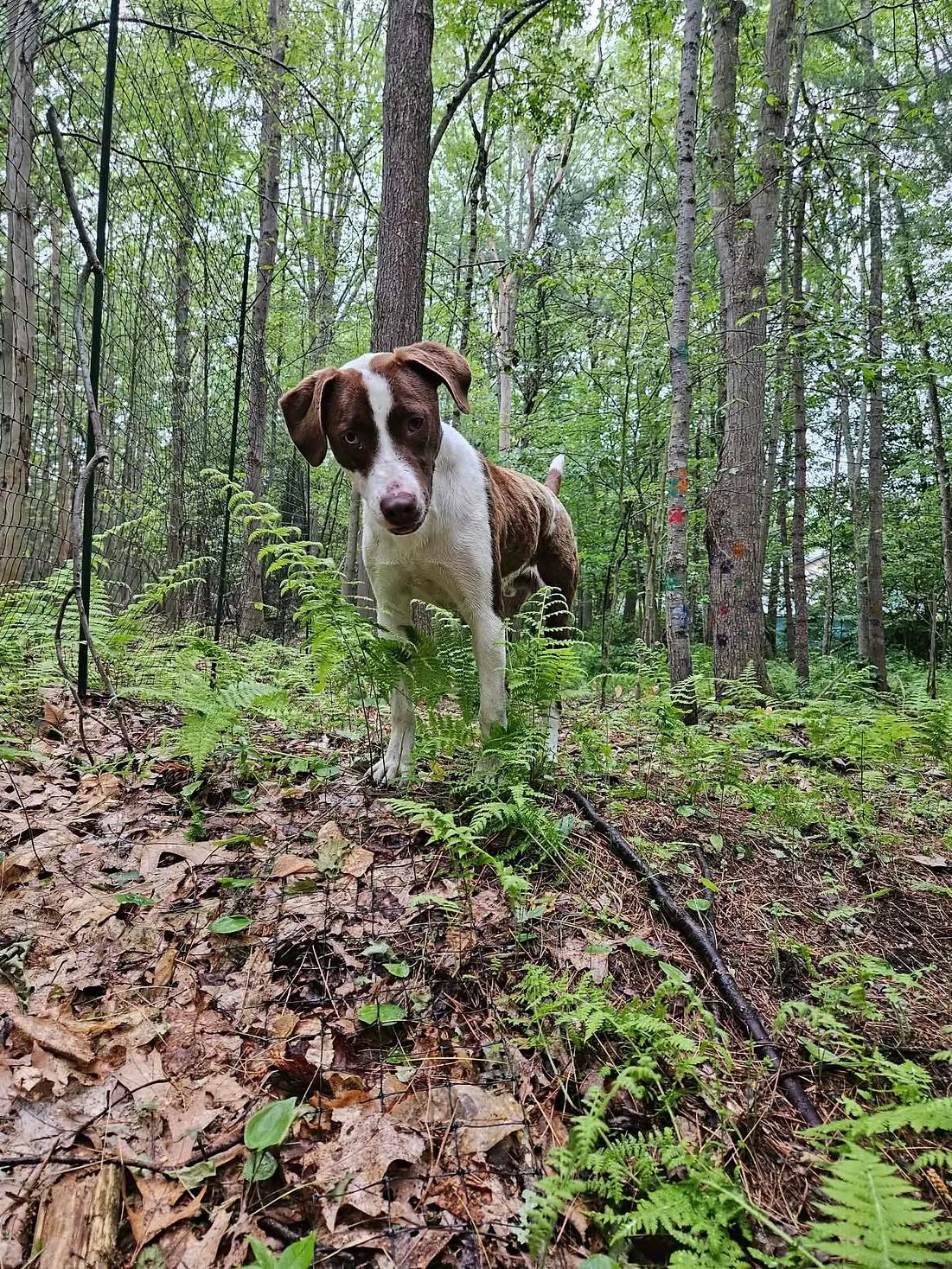 Enlarge Patches - in Maine, a ADOPTABLE mixed breed in Kennebunkport, ME image 5/6