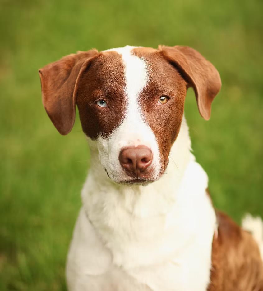 Patches - in Maine, ADOPTABLE, Young Male Catahoula Leopard Dog.