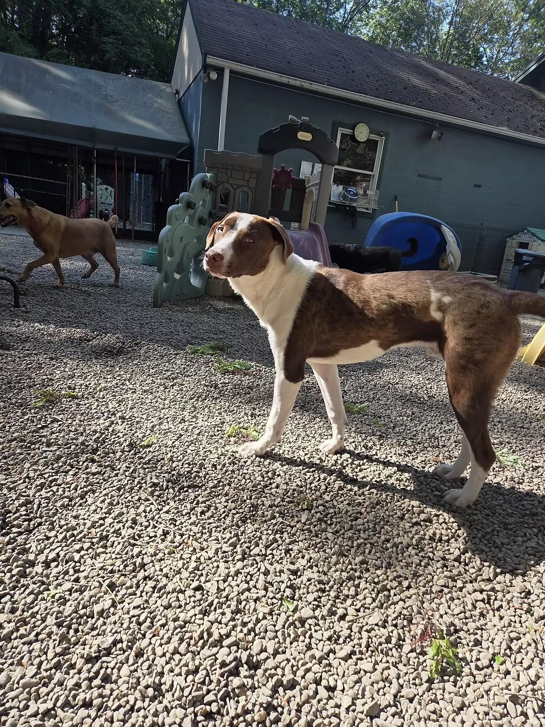 Enlarge Patches - in Maine, a ADOPTABLE mixed breed in Kennebunkport, ME image 2/6