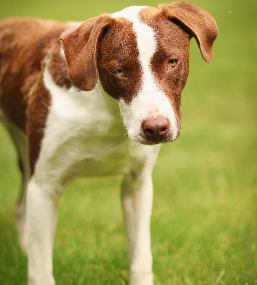Enlarge Patches - in Maine, a ADOPTABLE mixed breed in Kennebunkport, ME image 6/6