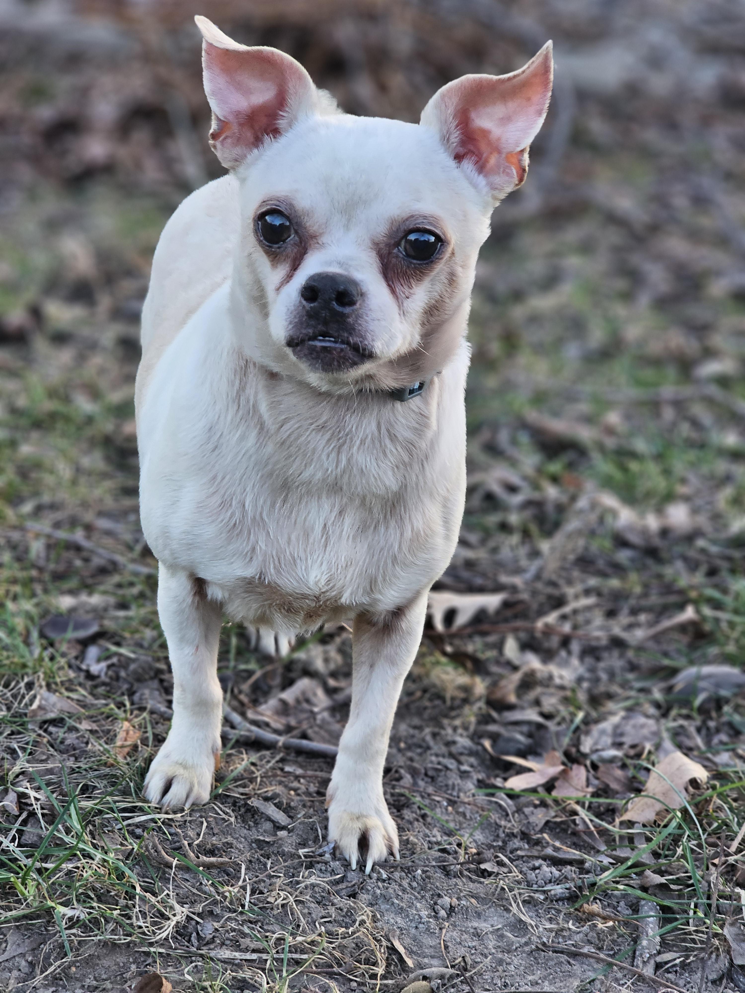 King so il, Adoptable, Adult Male Chug.