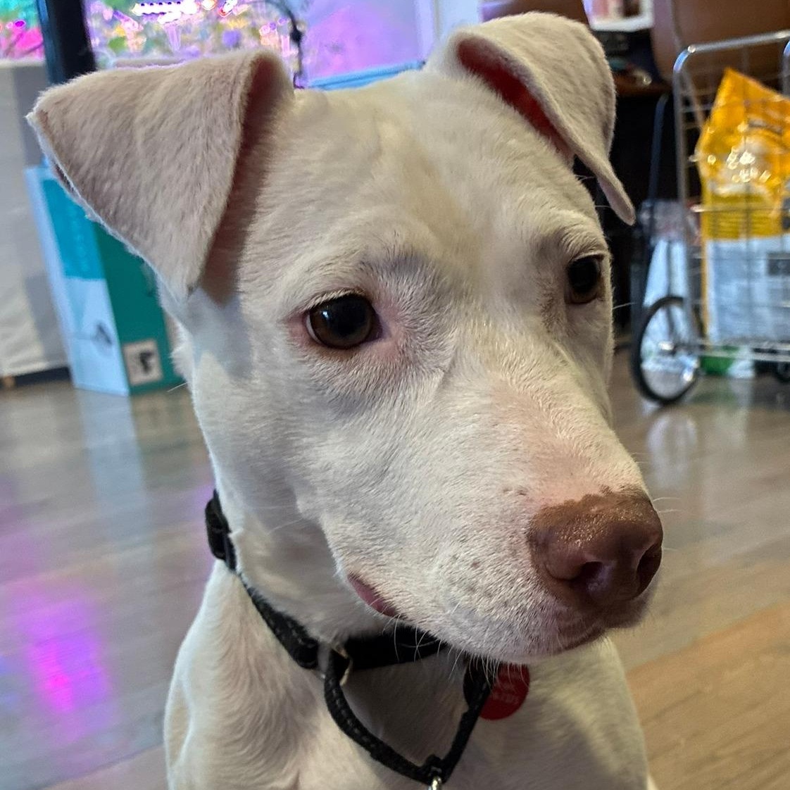 Enlarge Brea, an adopted mixed breed in Chicago, IL image 5/6