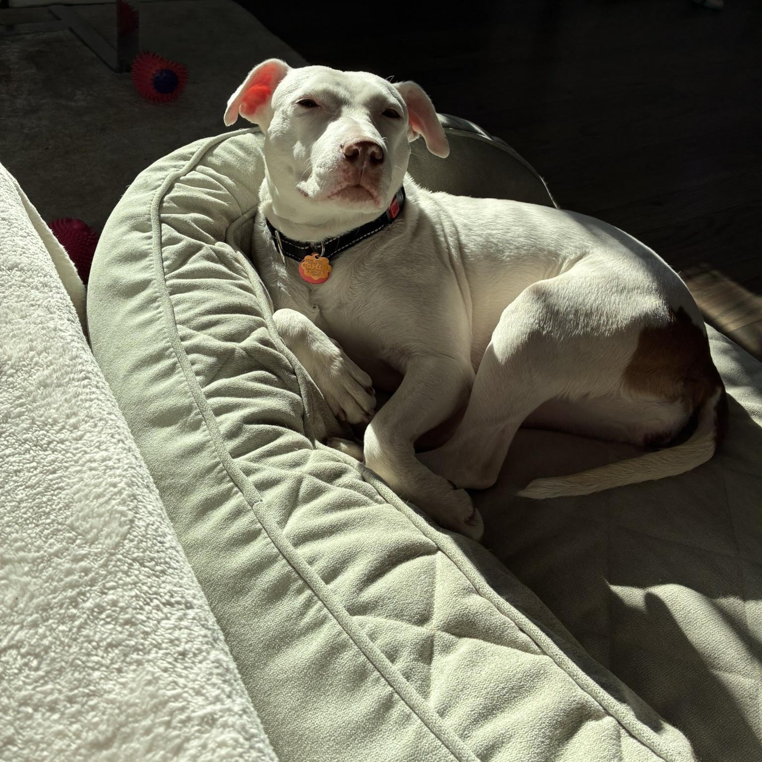 Enlarge Brea, an adopted mixed breed in Chicago, IL image 4/6