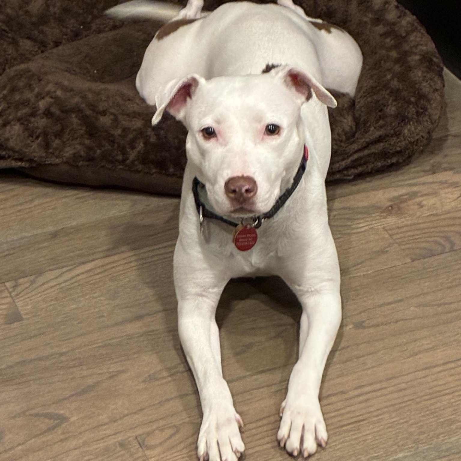 Enlarge Brea, an adopted mixed breed in Chicago, IL image 3/6