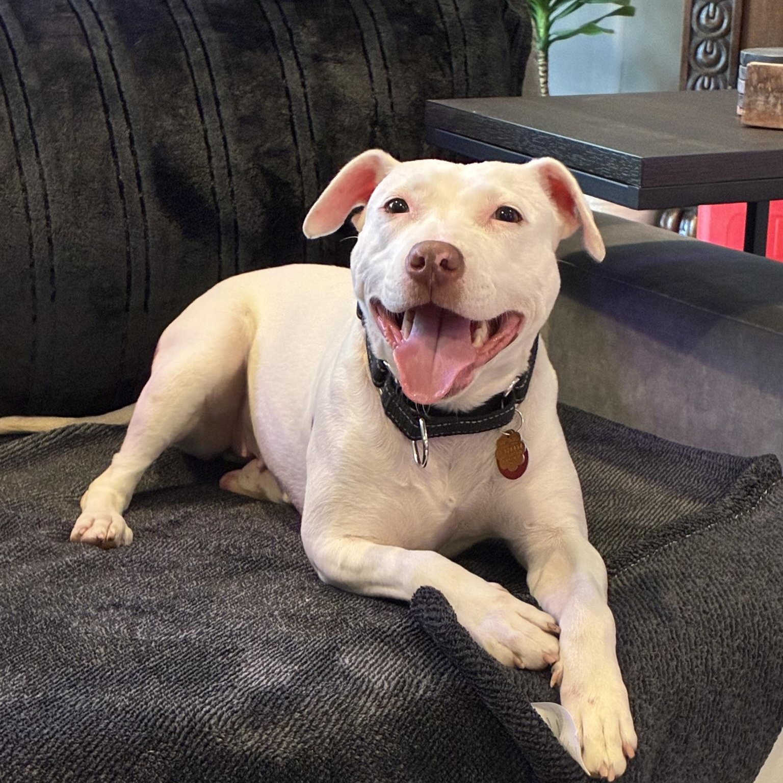 Enlarge Brea, an adopted mixed breed in Chicago, IL image 2/6