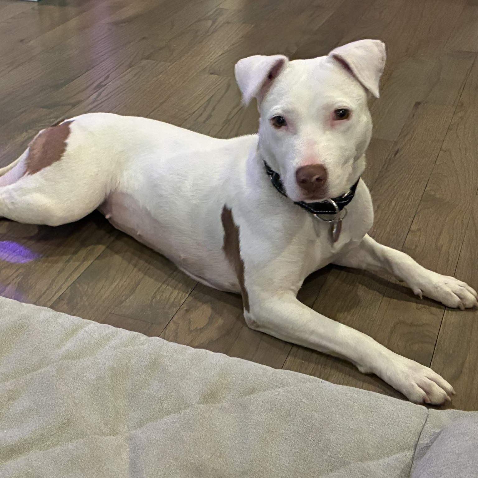 Brea, adopted, Young Female American Staffordshire Terrier.