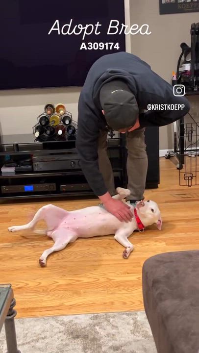 Enlarge Brea, an adopted mixed breed in Chicago, IL video 6/6