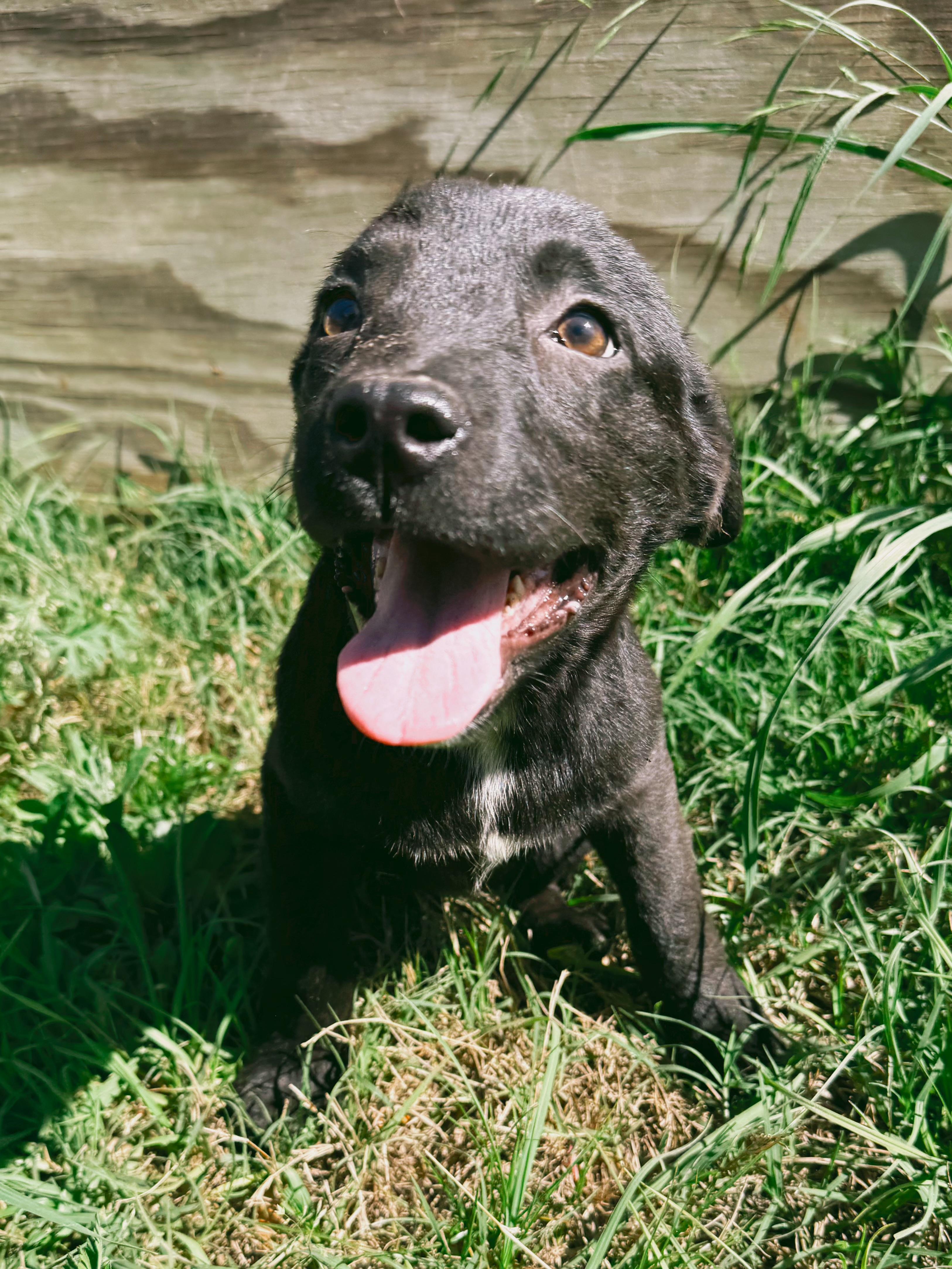 Timber, Adoptable, Puppy Male German Shepherd Dog.