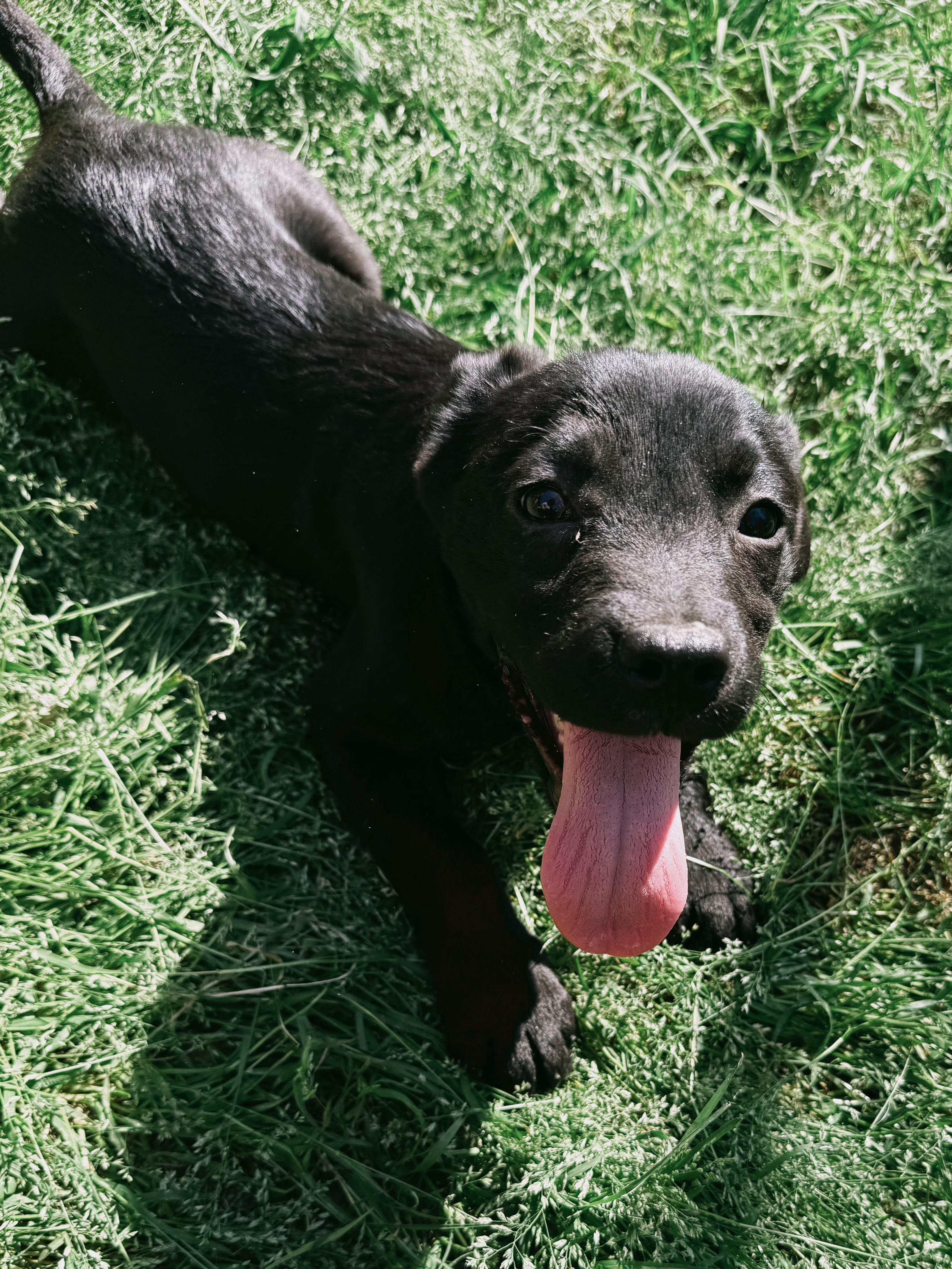 Timber, a Adoptable mixed breed in Varnville, SC image 4/5