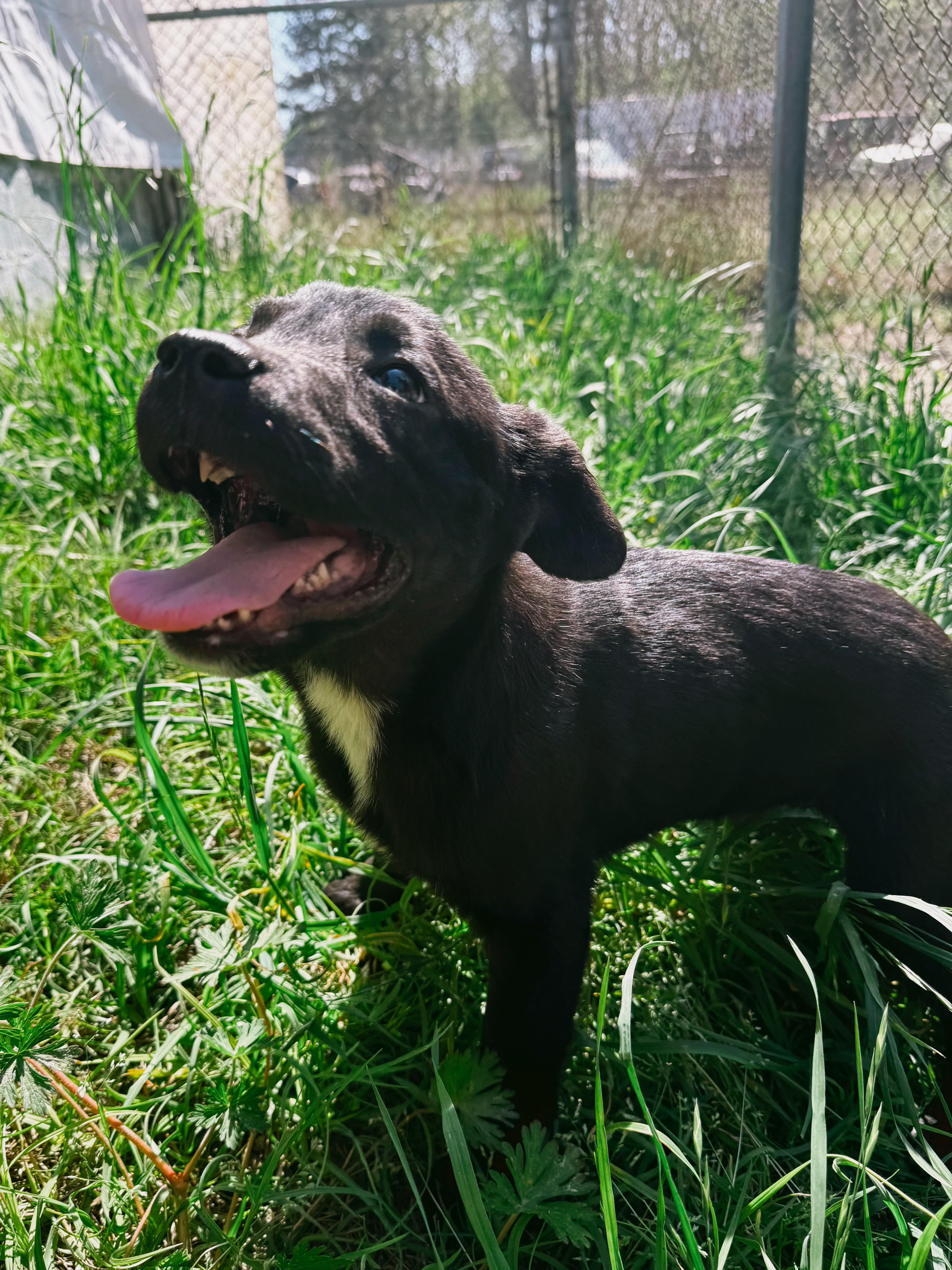 Timber, a Adoptable mixed breed in Varnville, SC image 2/5