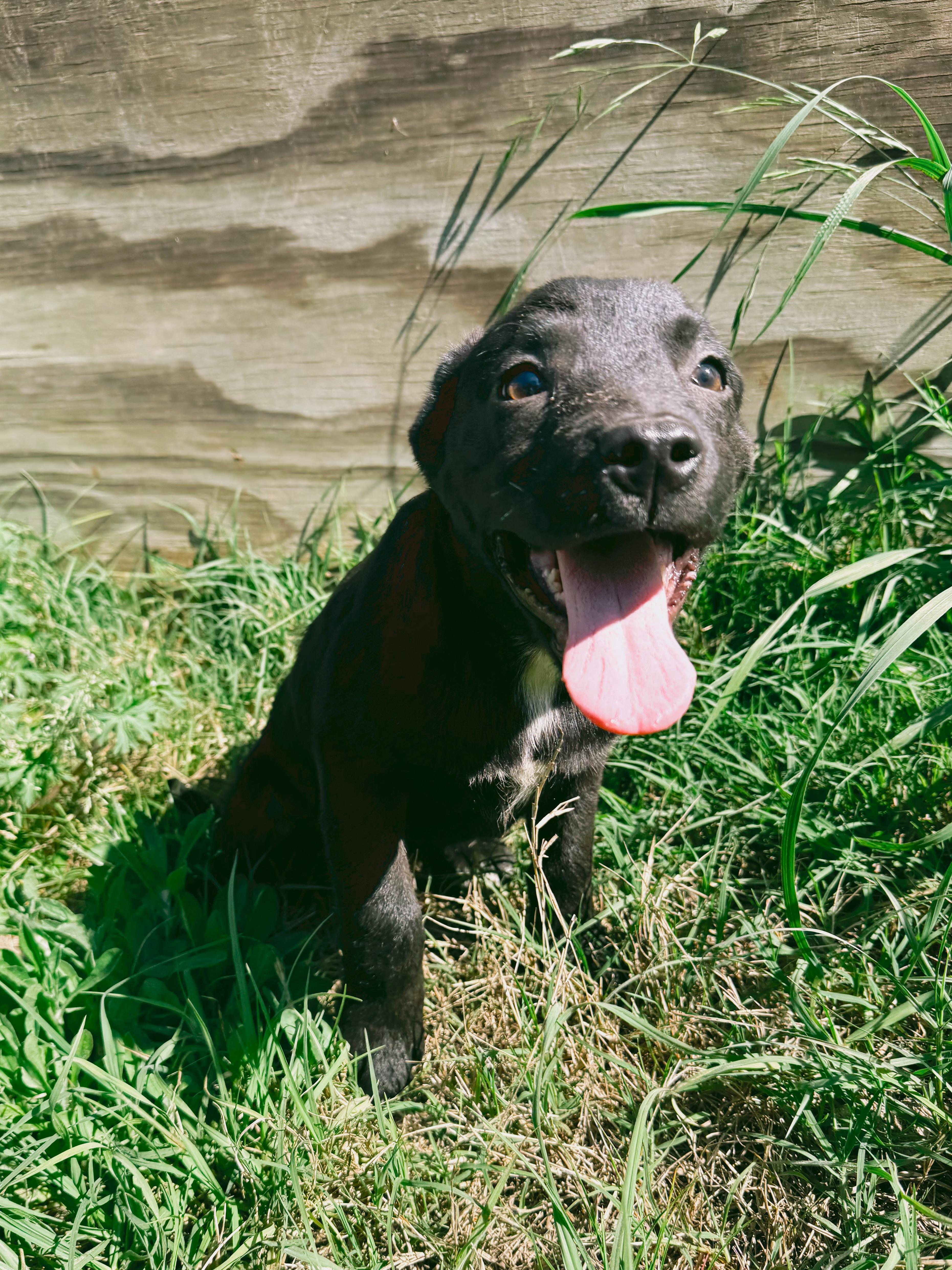 Timber, a Adoptable mixed breed in Varnville, SC image 3/5