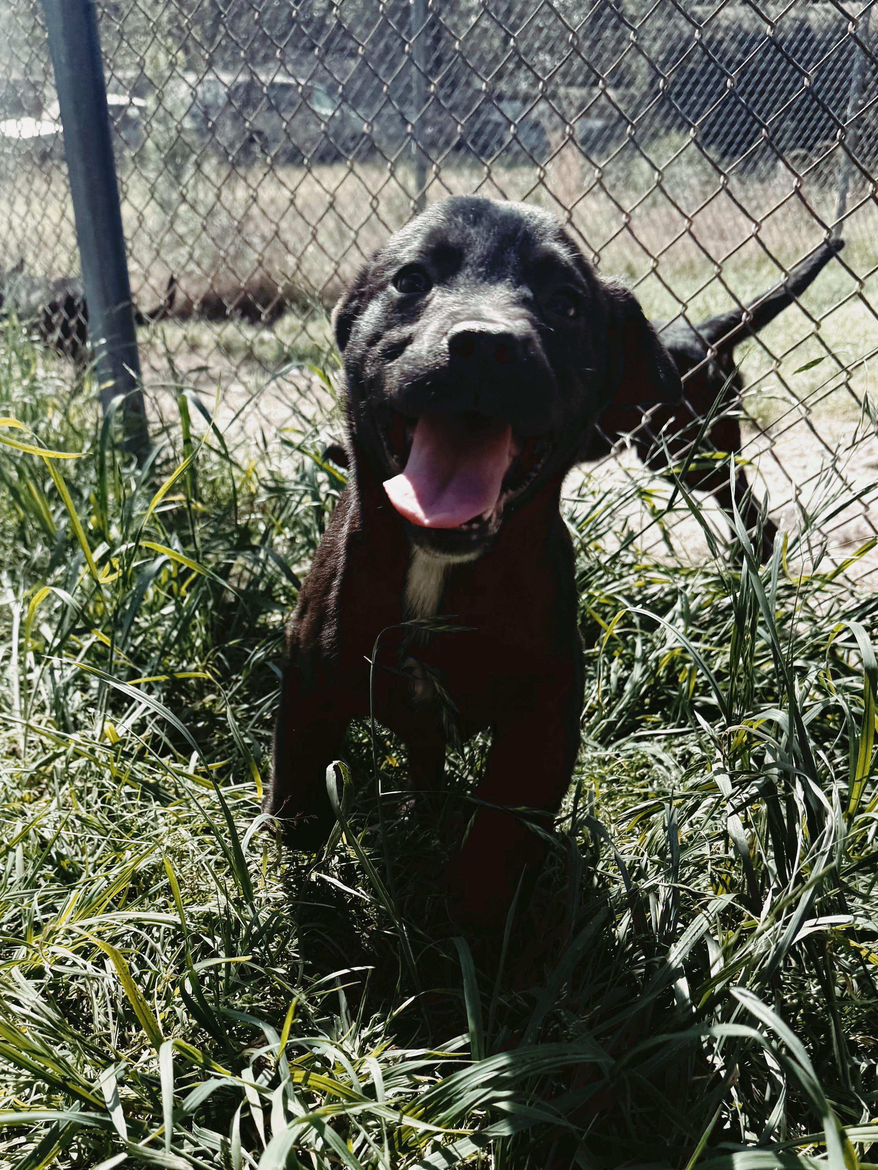 Timber, a Adoptable mixed breed in Varnville, SC image 5/5