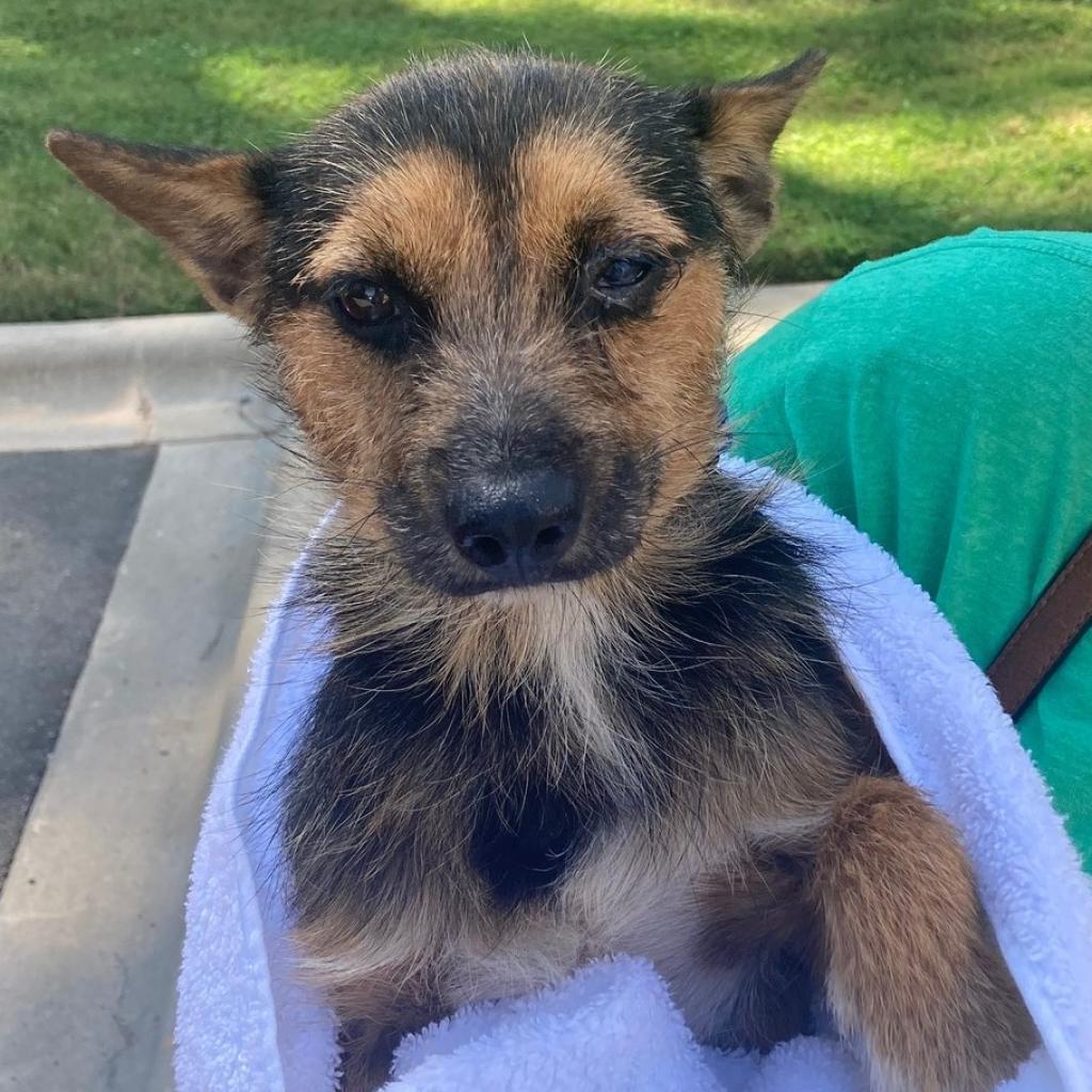 Enlarge Rokko, a Adoptable mixed breed in Raleigh, NC image 1/6