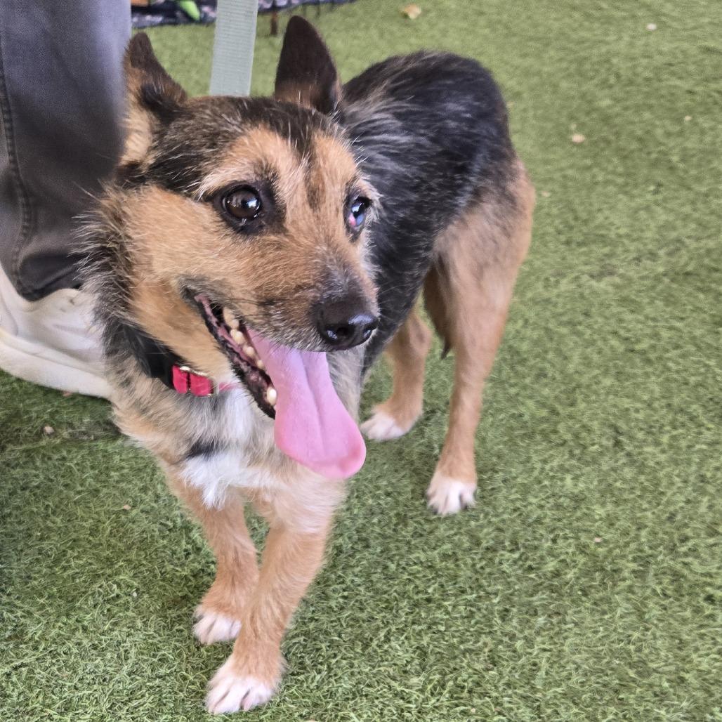 Enlarge Rokko, a Adoptable mixed breed in Raleigh, NC image 3/6