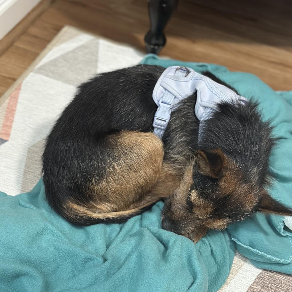 Enlarge Rokko, a Adoptable mixed breed in Raleigh, NC image 3/6