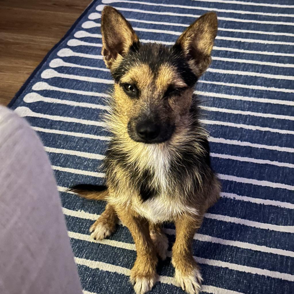 Enlarge Rokko, a Adoptable mixed breed in Raleigh, NC image 4/6