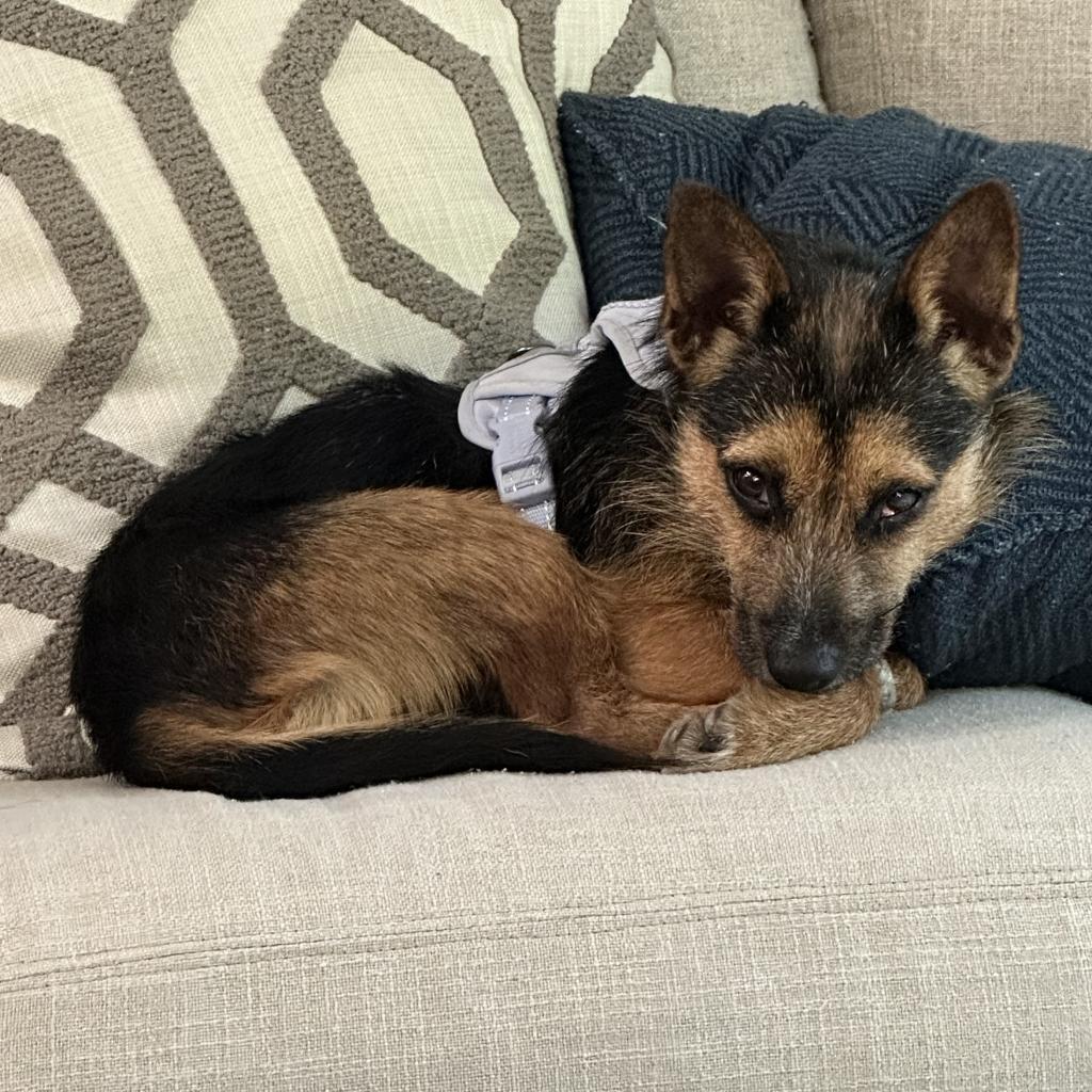 Enlarge Rokko, a Adoptable mixed breed in Raleigh, NC image 5/6