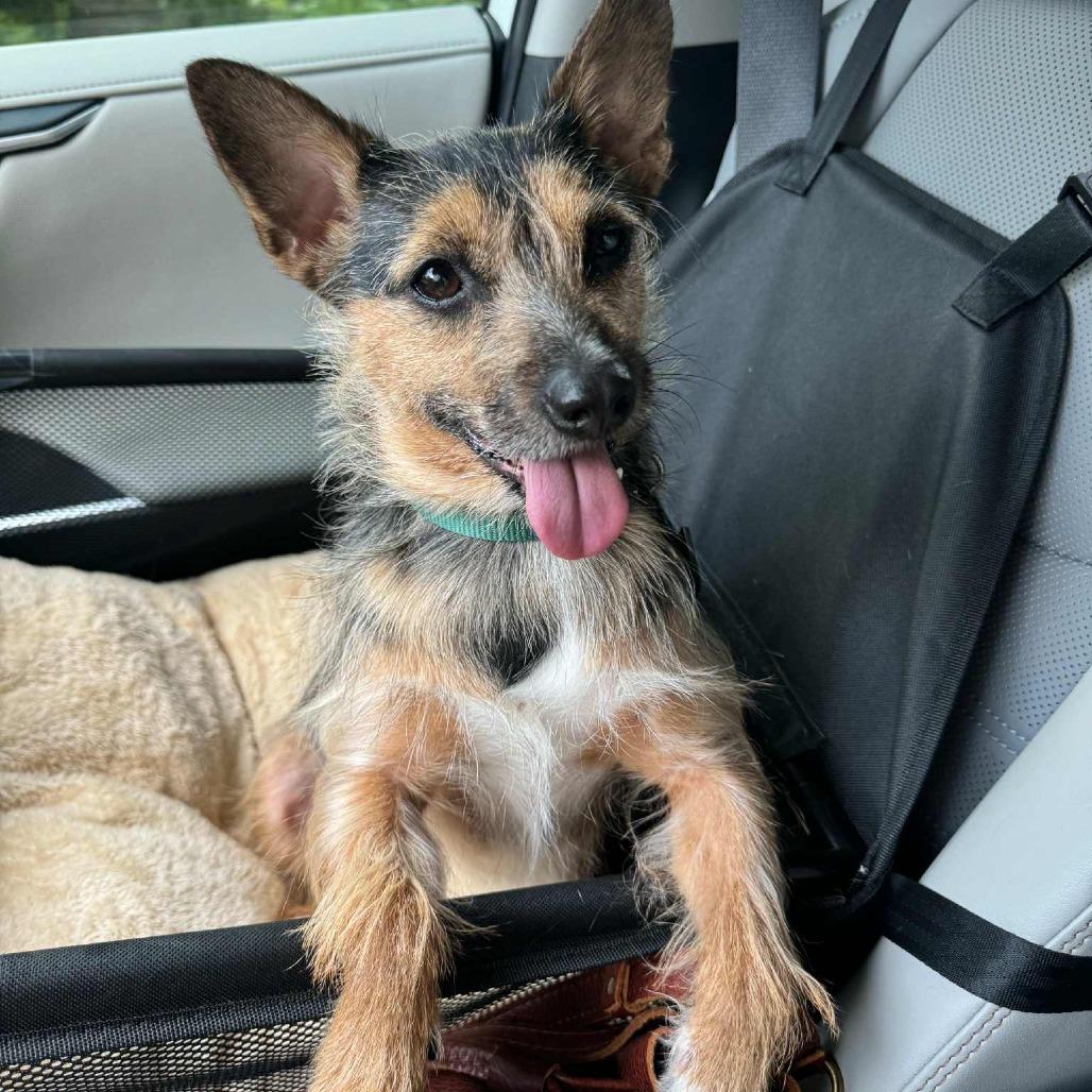 Enlarge Rokko, a Adoptable mixed breed in Raleigh, NC image 6/6