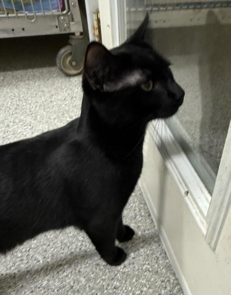 Cheech, Adoptable, Young Male Domestic Short Hair.