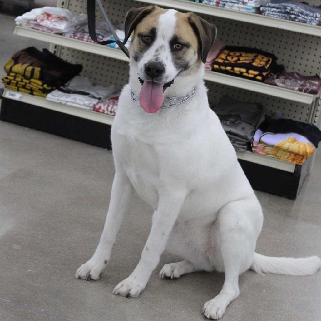 Enlarge Coco, a Adoptable mixed breed in Dodge City, KS image 2/2
