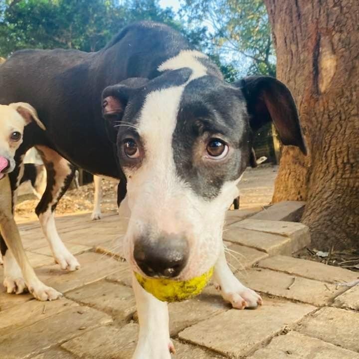 Enlarge Piccadilly, a Adoptable mixed breed in Portland, OR image 6/6