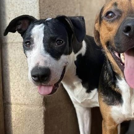 Enlarge Piccadilly, a Adoptable mixed breed in Portland, OR image 5/6