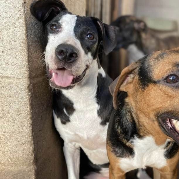 Enlarge Piccadilly, a Adoptable mixed breed in Portland, OR image 1/6