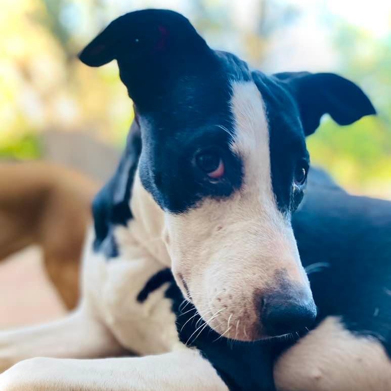 Enlarge Piccadilly, a Adoptable mixed breed in Portland, OR image 3/6