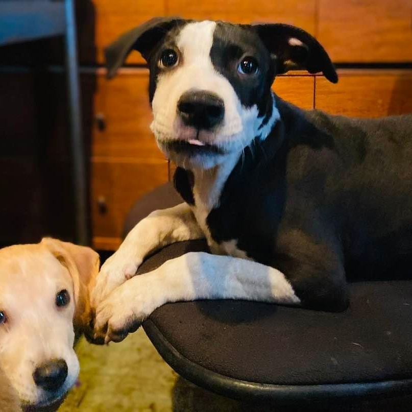 Enlarge Piccadilly, a Adoptable mixed breed in Portland, OR image 2/6